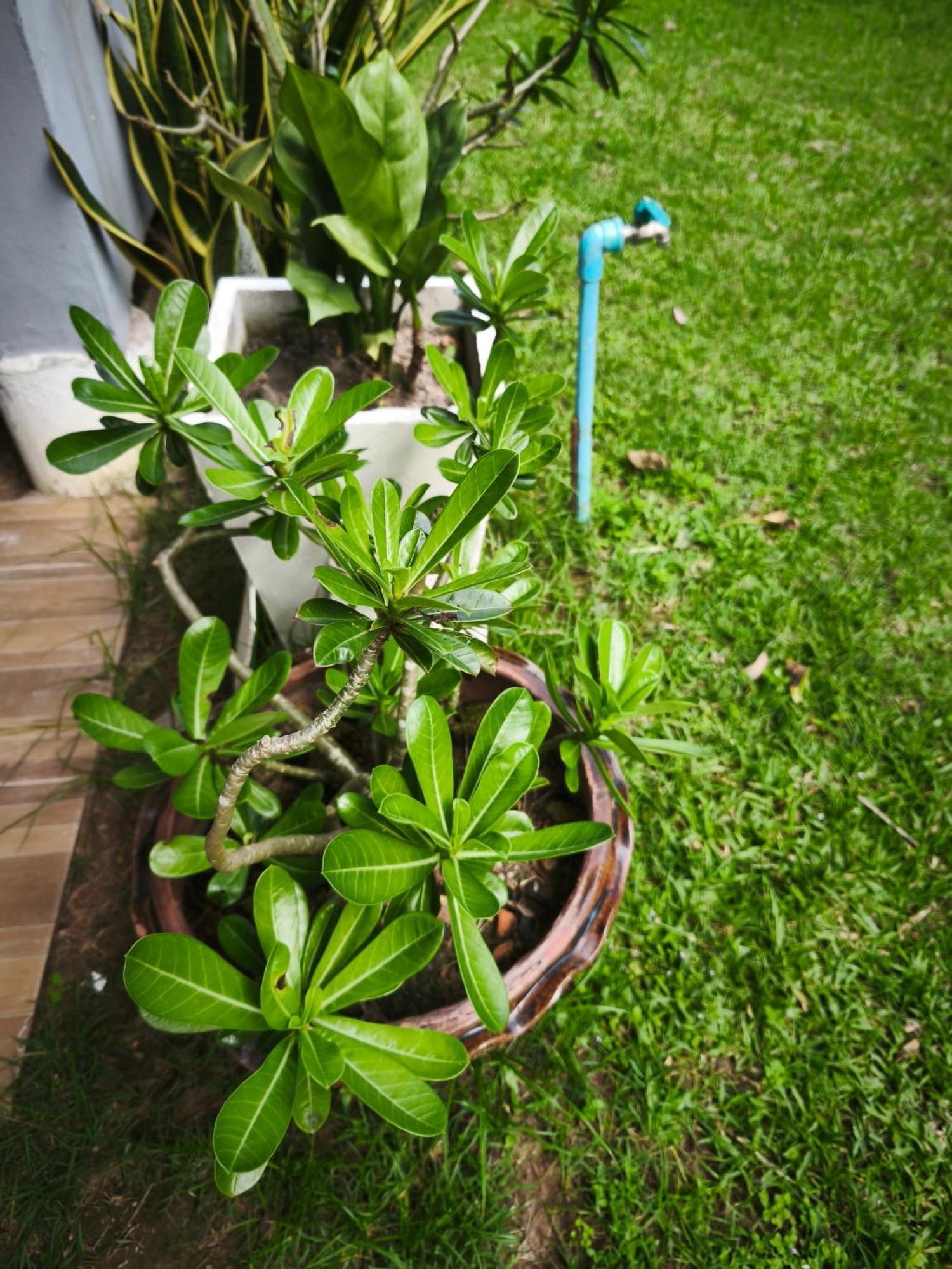 The Secret Garden Homestay Koh Yao Yai Ko Yao المظهر الخارجي الصورة