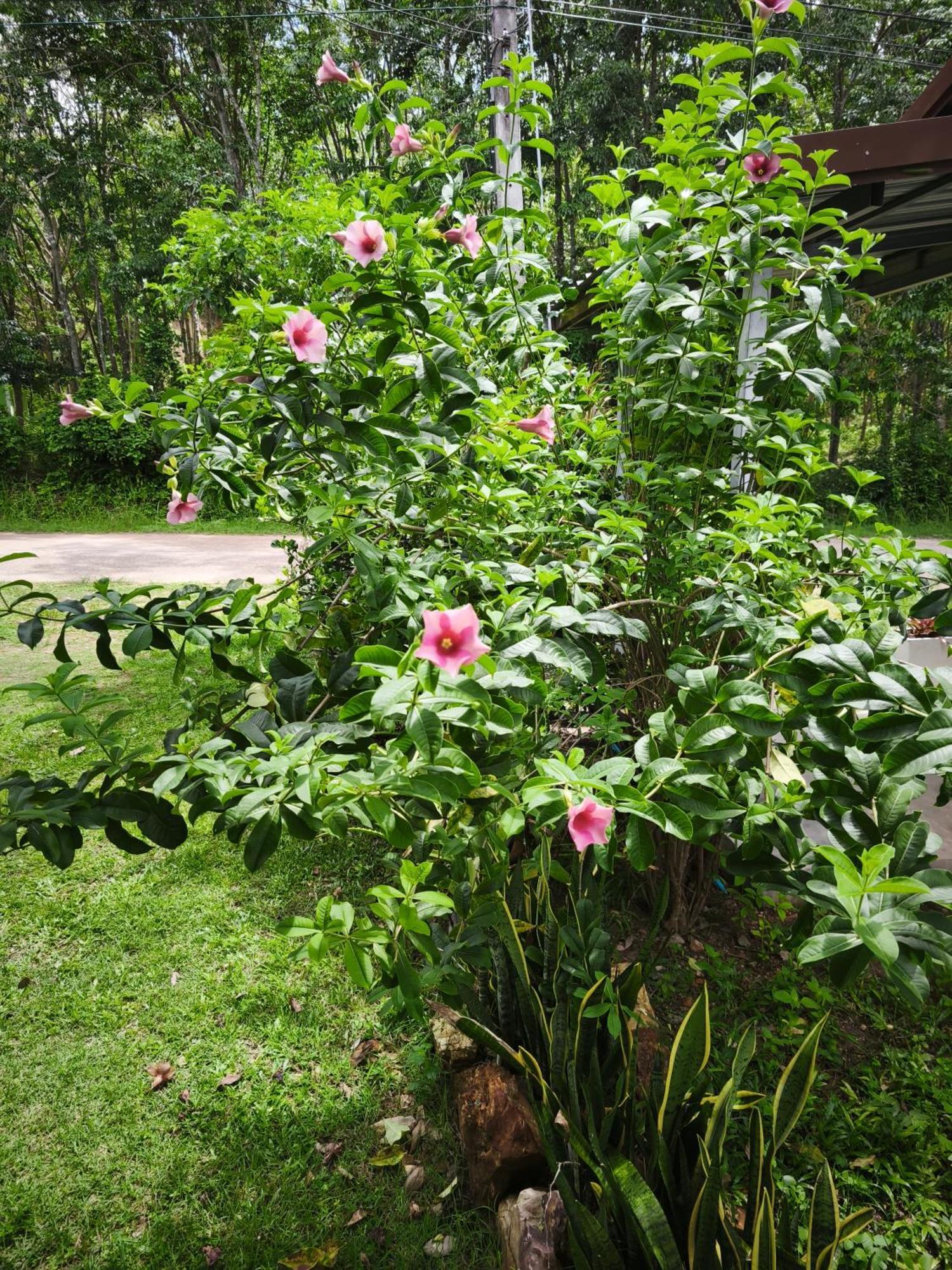 The Secret Garden Homestay Koh Yao Yai Ko Yao المظهر الخارجي الصورة